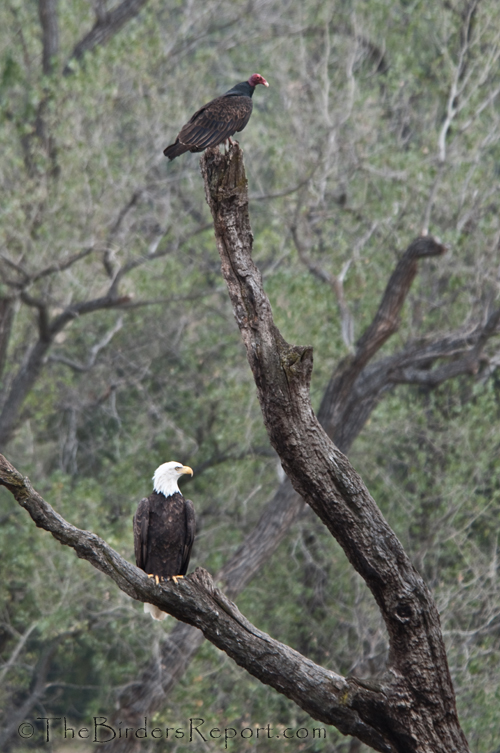 Bald Eagle with Turkey Vulture