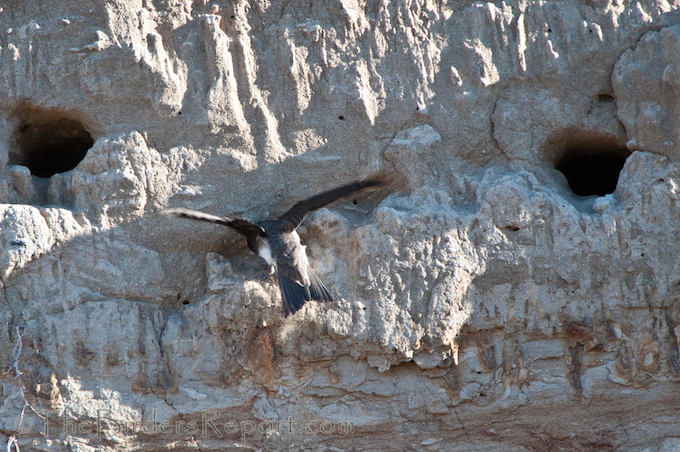 Bank Swallow