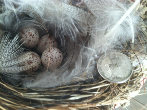 Barn Swallow Nest with Eggs Barn Swallow Nest with Eggs