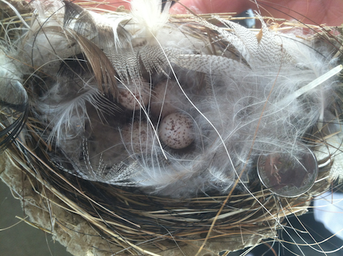 Barn Swallow Nest with Eggs Barn Swallow Nest with Eggs