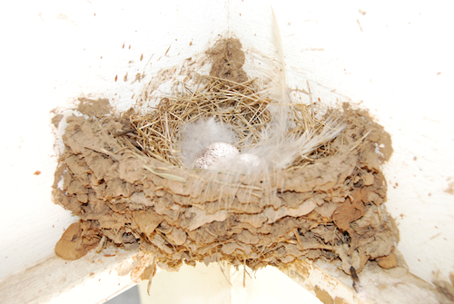 Barn Swallow Nest with Eggs