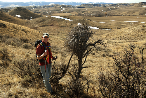Black-billed Magpie Nest