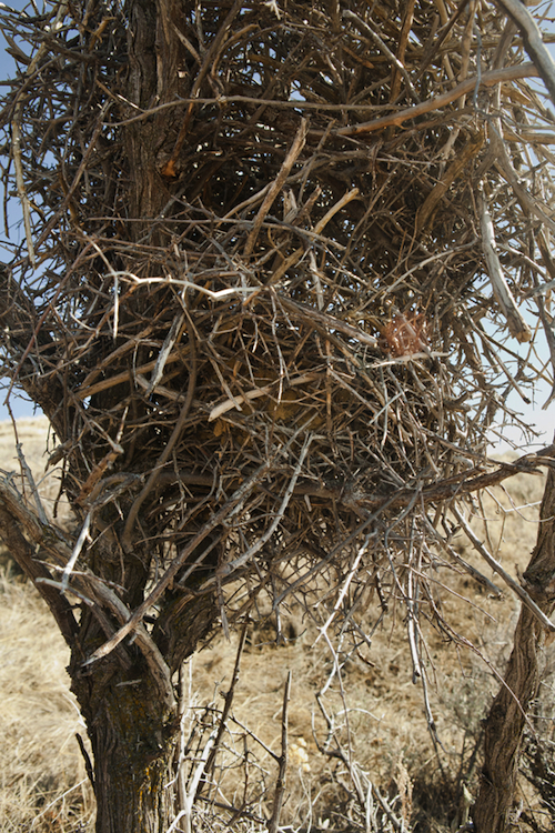 Black-billed Magpie Nest