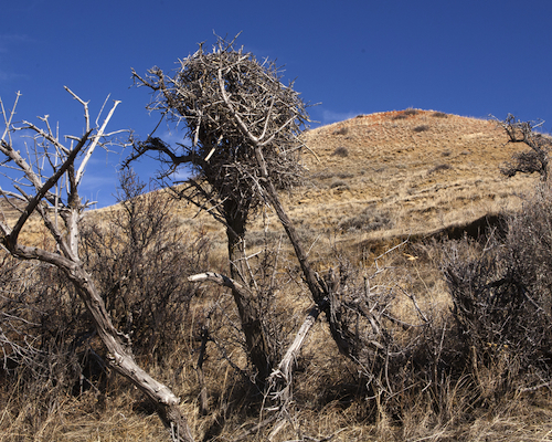 Black-billed Magpie Nest
