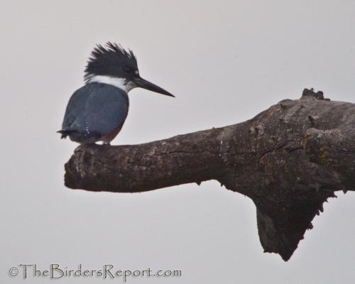 Belted Kingfisher Perched
