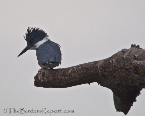 Belted Kingfisher Female Perched