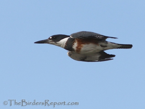 Belted Kingfisher Female In Flight
