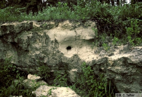 Belted Kingfisher Nest Site