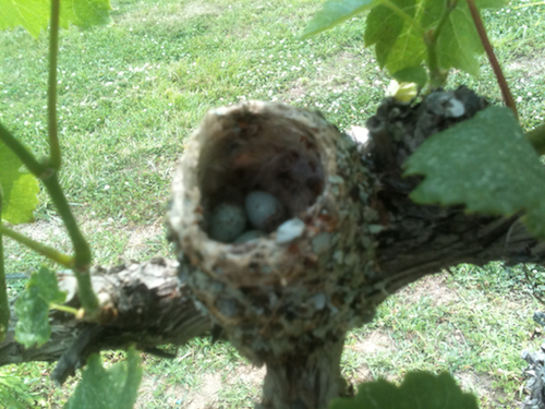 Blue-gray Gnatcatcher Nest with Eggs Blue-gray Gnatcatcher Nest with Eggs