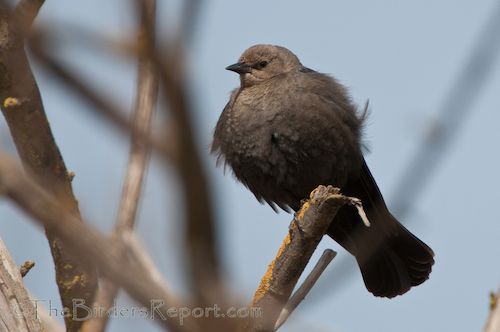 Brown-headed Cowbird Brown-headed Cowbird