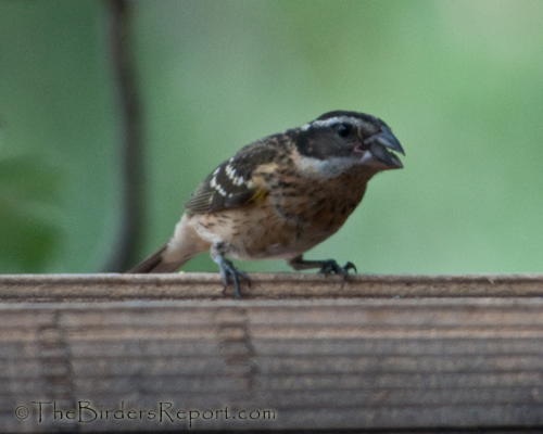 Black-headed Grosbeak fledgling, grosbeak