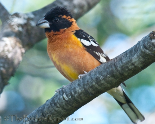 Black-headed Grosbeak, grosbeak, digiscoped