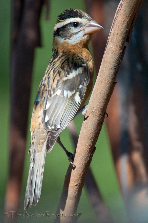 Black-headed Grosbeak Male Juvenile