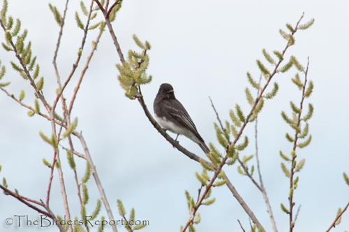 Black Phoebe