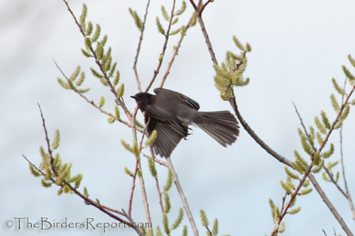 Black Phoebe
