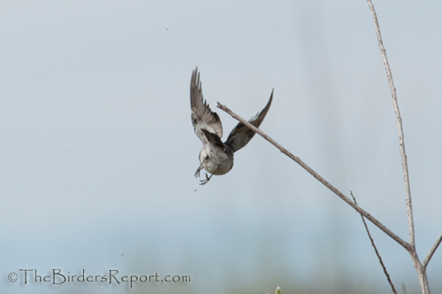 Black Phoebe