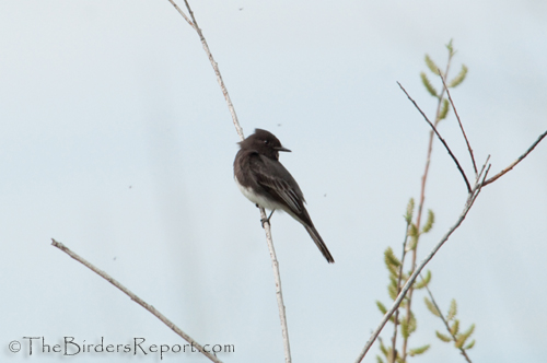 Black Phoebe