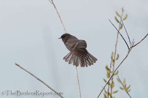 Black Phoebe