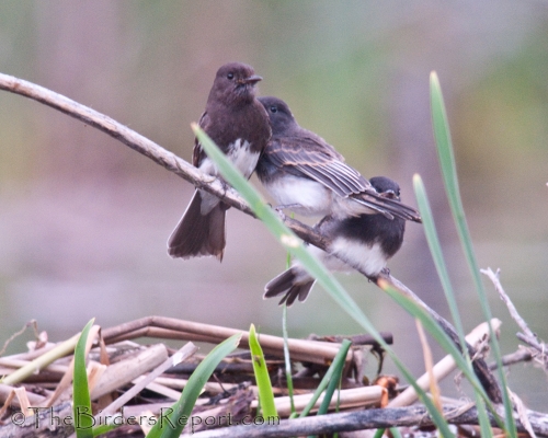Black Phoebe Family