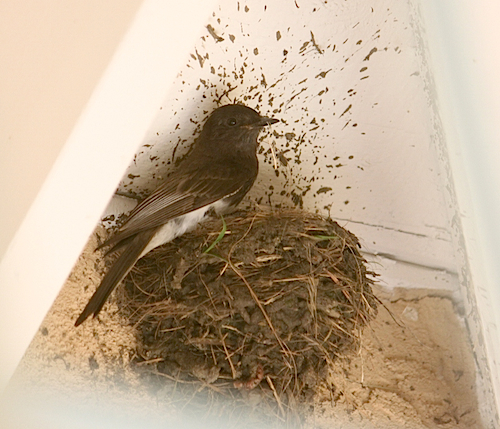 Black Phoebe at Nest Black Phoebe at Nest