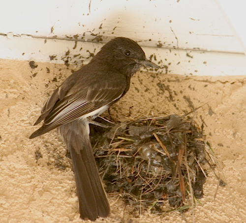 Black Phoebe Building Nest Black Phoebe Building Nest