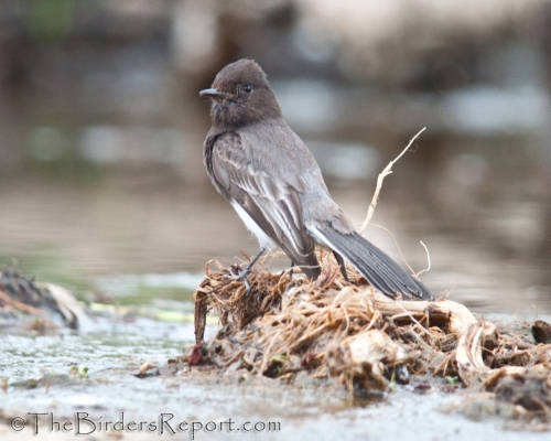 Black Phoebe