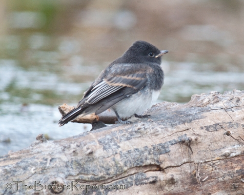Black Phoebe Juvenile