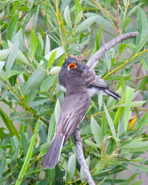 Black Phoebe Adult Feeding Young