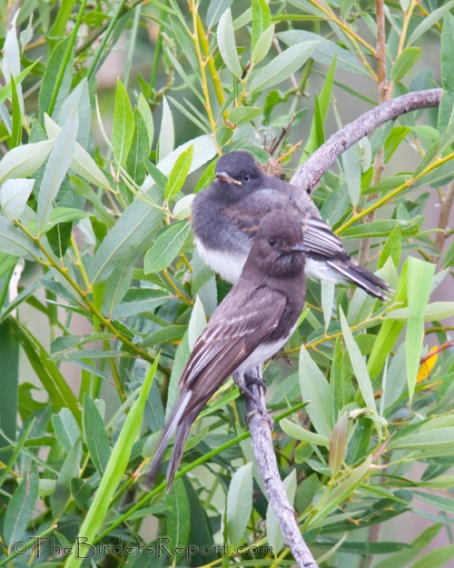 Black Phoebe With Juvenile