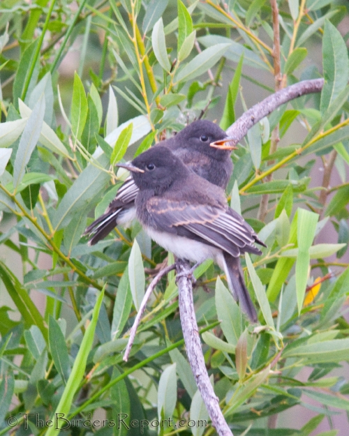 Black Phoebe Juveniles