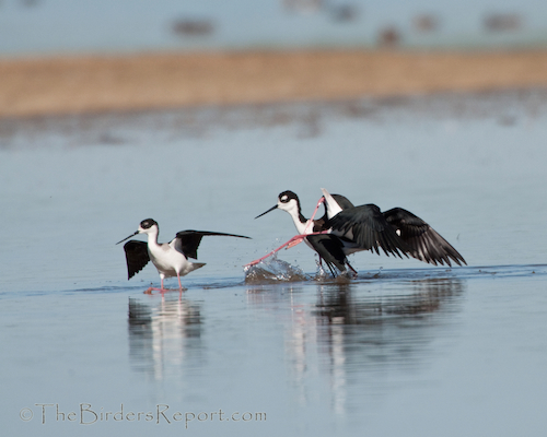 Black-necked Stilt Mate Guarding Behavior