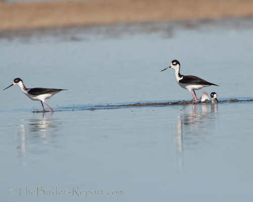 Black-necked Stilt Mate Guarding Behavior