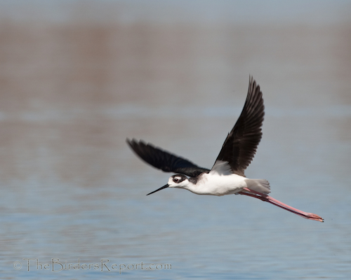 Black-necked Stilt Female In-Flight
