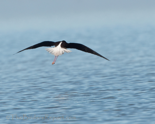 Black-necked Stilt Landing