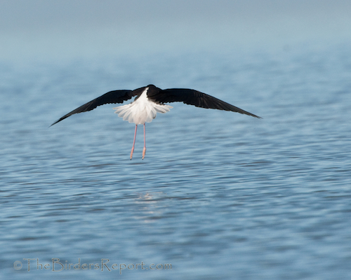 Black-necked Stilt Female