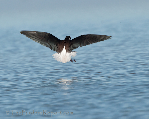 Blac-necked Stilt Female Landing