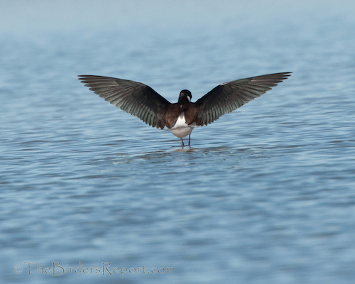 Balck-necked Stilt Female Landing