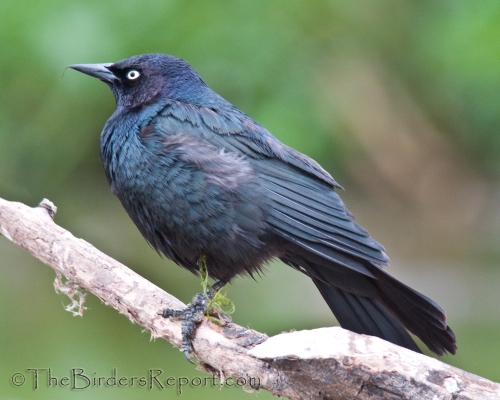 Brewer's Blackbird Male