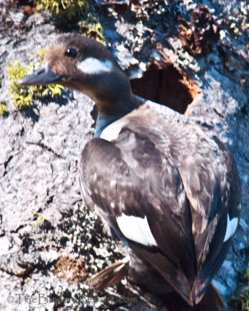 Bufflehead At Cavity Entrance