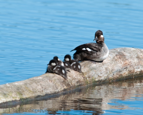 Bufflehead, duck