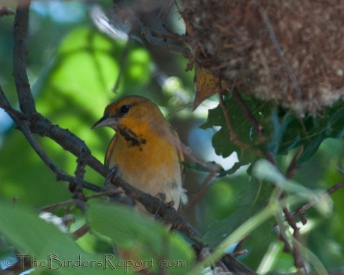 Bullocks Oriole Female With Chick