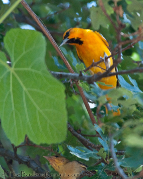 Bullocks Oriole Male With Chick
