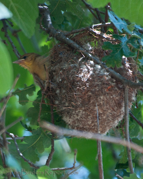 Bullock's Oriole Nest with Chick