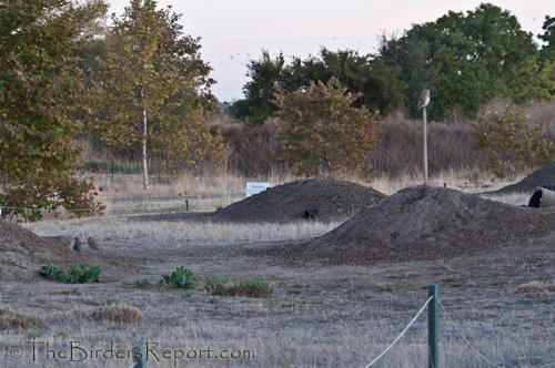 Burrowing Owl artificial habitat