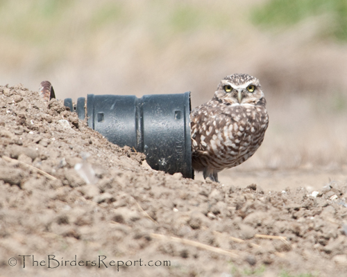 Burrowing Owl, owl