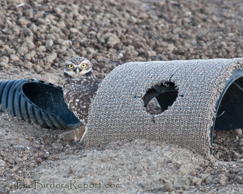 Burrowing Owl at Artificial Entrance, burrowing owl, owl