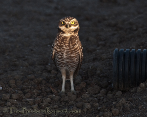 Burrowing Owl at Artificial Entrance, burrowing owl, owl
