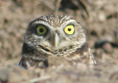 Male Adult Burrowing Owl