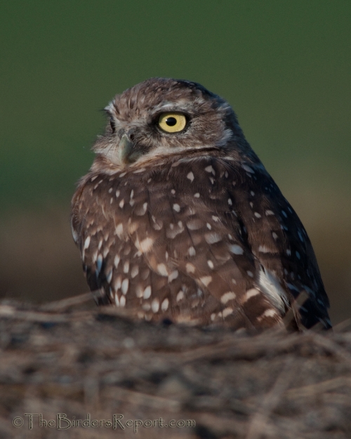 Burrowing Owl