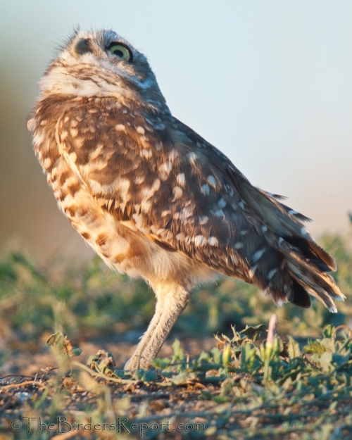 Burrowing Owl On Guard